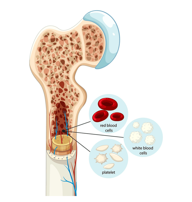 Bone remodelling imbalance showing resorption faster than bone formation leading to bone stress injury risk